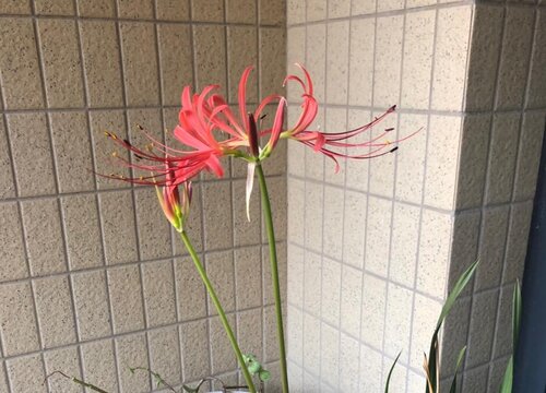 家里种彼岸花风水好吗