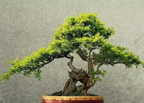 家里种雀梅风水好吗