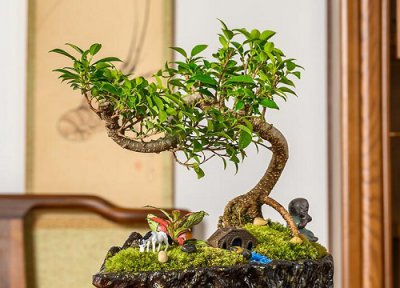 家里种雀梅风水 家里种雀梅风水好吗