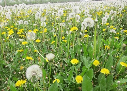 家里种蒲公英风水好吗