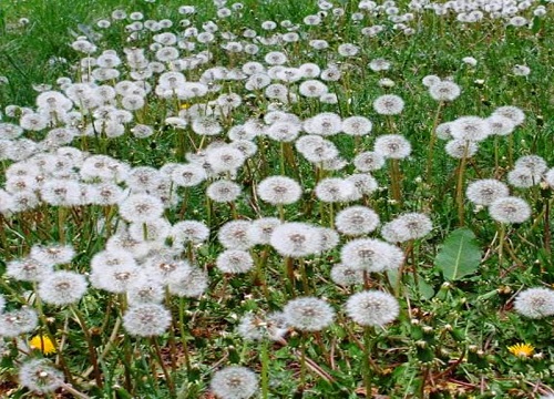 家里种蒲公英风水好吗