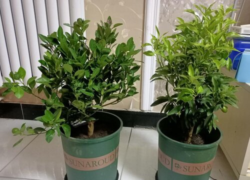 家里种金桔树风水好吗