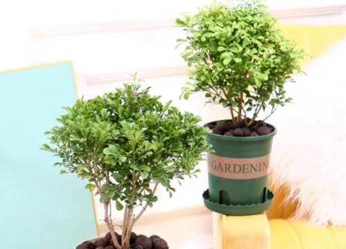 家里种七里香风水好吗
