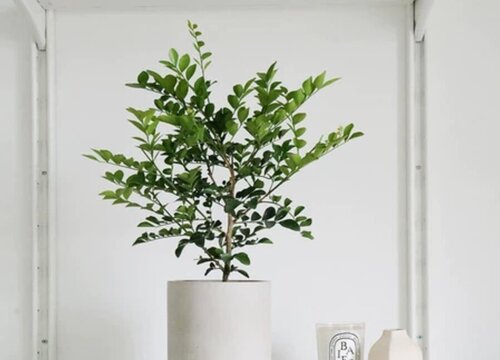 家里种七里香风水好吗