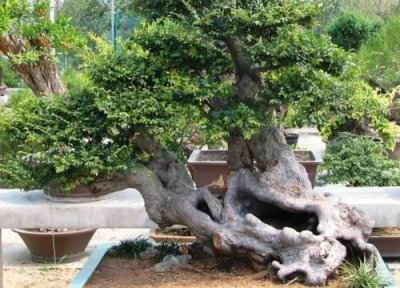 家里种槐树风水 家里种槐树风水好吗