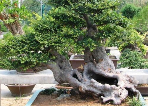 家里种槐树风水好吗