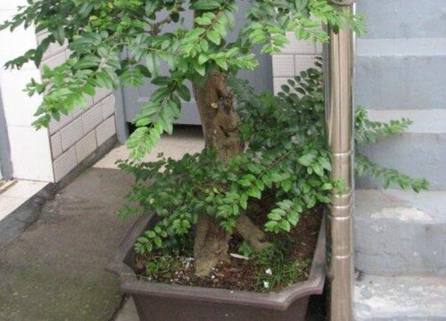 家里种槐树风水好吗