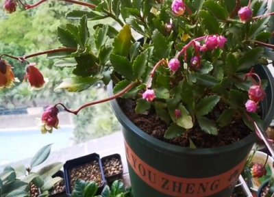 家里种灯笼花风水 家里种灯笼花对风水好吗