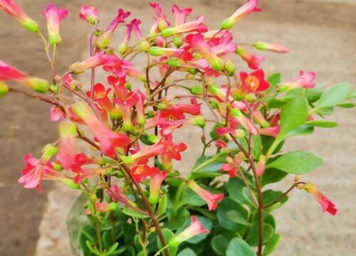家里种灯笼花对风水好吗