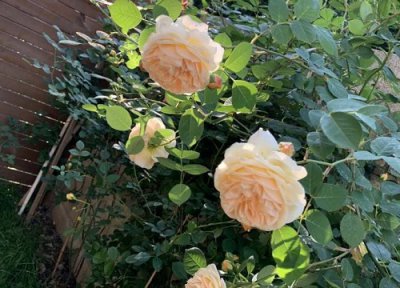 家里种蔷薇花风水 家里种蔷薇花风水好吗