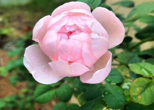 家里种蔷薇花风水好吗