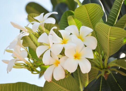 家里种鸡蛋花树风水好吗