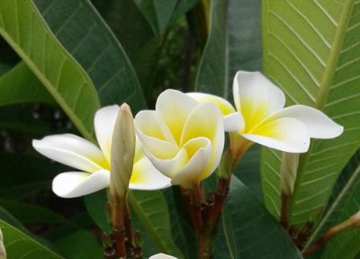 家里种鸡蛋花树风水 家里种鸡蛋花树风水好吗