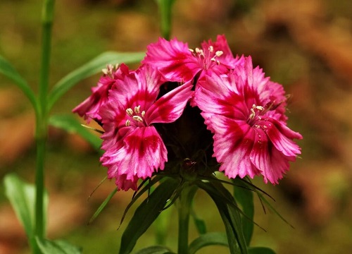 家里种百合花风水好吗