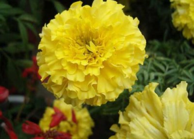 家里种百合花风水 家里种百合花风水好吗
