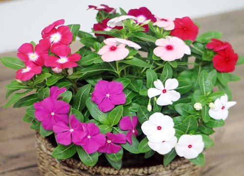 家里种长春花风水好吗