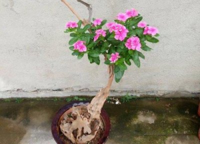 家里种长春花风水 家里种长春花风水好吗