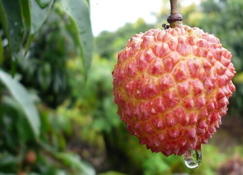 家里种荔枝树风水好吗