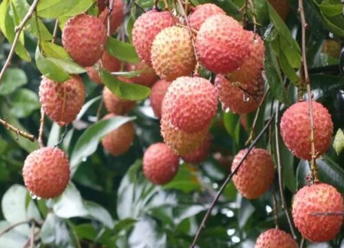 家里种荔枝树风水好吗