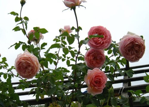 家里种爬藤月季风水好吗