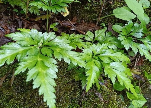 家里种黄连对风水好吗