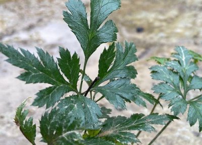 家里种黄连风水 家里种黄连对风水好吗