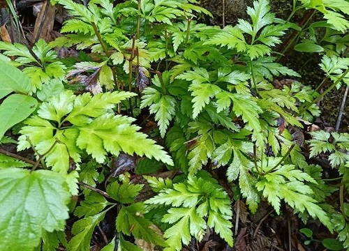 家里种黄连对风水好吗