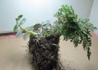 家里种卷柏风水 家里种卷柏风水好吗
