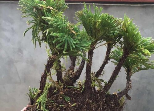 家里种卷柏风水好吗