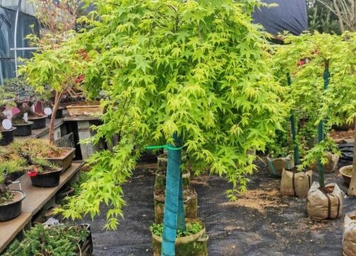 家里种枫树风水好吗