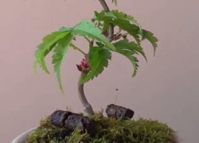 家里种枫树风水 家里种枫树风水好吗