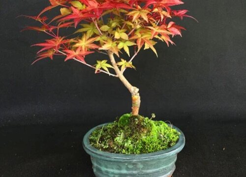 家里种枫树风水好吗