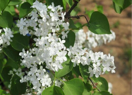 家里种丁香花风水好吗