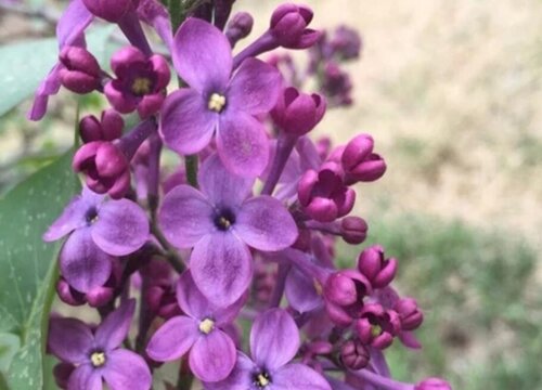 家里种丁香花风水好吗