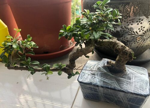 家里种茶树风水好吗