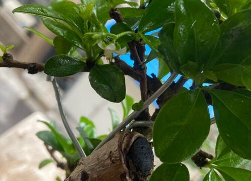 家里种茶树风水好吗