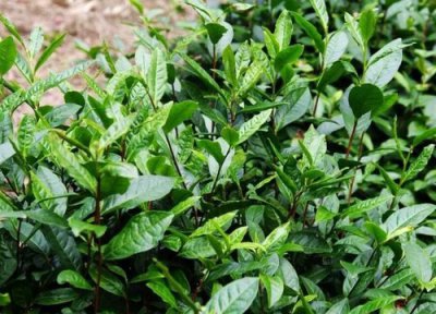 家里种茶树风水 家里种茶树风水好吗