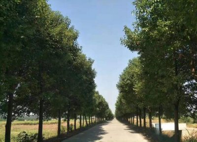 家里种香樟树风水 家里种香樟树风水好吗