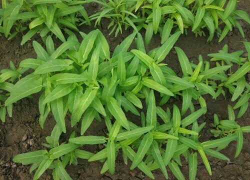 家里种藿香对风水好吗