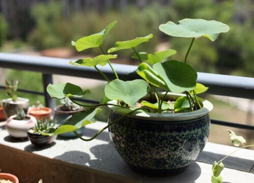 家里种碗莲风水好吗