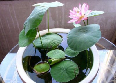 家里种碗莲风水 家里种碗莲风水好吗