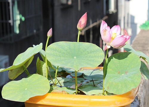 家里种碗莲风水好吗
