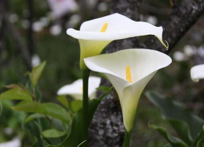 家里种海芋风水 家里种海芋对风水好吗