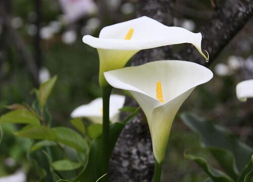 家里种海芋对风水好吗