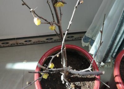 家里种梅花树风水 家里种梅花树风水好吗