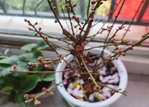 家里种梅花树风水好吗