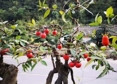 家里种金弹子风水 家里种金弹子风水好吗