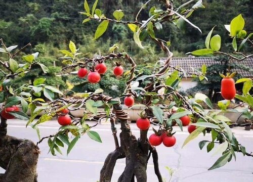 家里种金弹子风水好吗