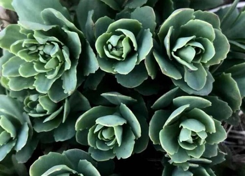 八宝景天属于什么植物类型