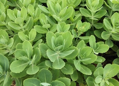 八宝景天属于什么植物类型